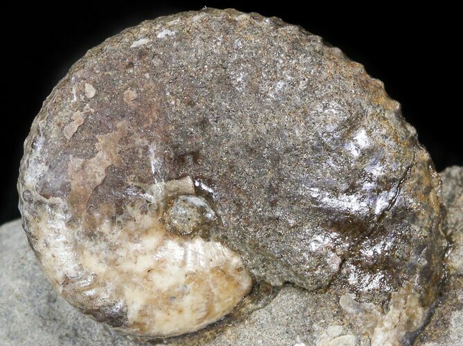 Discoscaphites Gulosus Ammonite - South Dakota #44034
